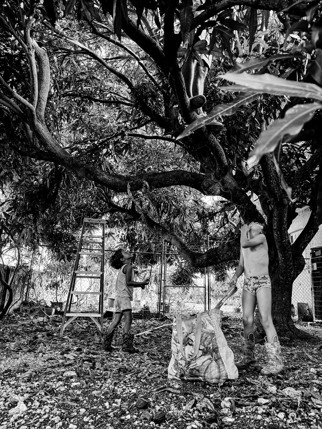 Two children, a girl and a boy, near a large tree, with the girl looking up at the tree and the boy holding a gardening tool, in a backyard with a fence.