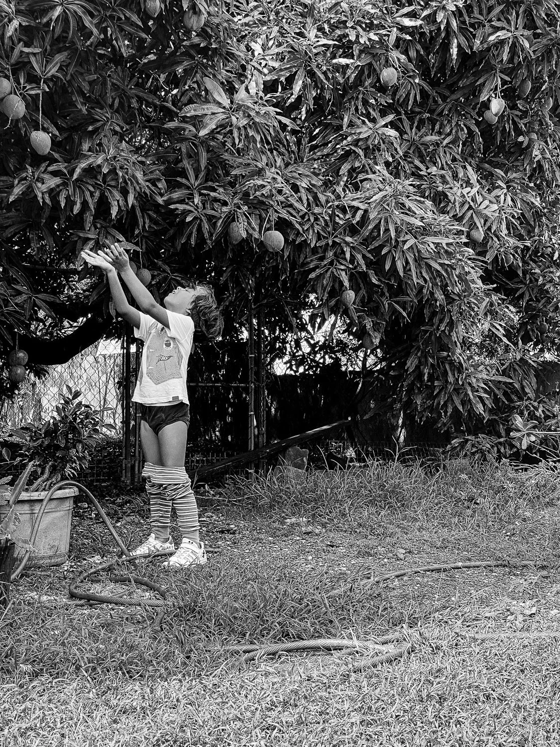 A young child standing outdoors in front of a tree, reaching up to pick or touch fruit growing on the branches.